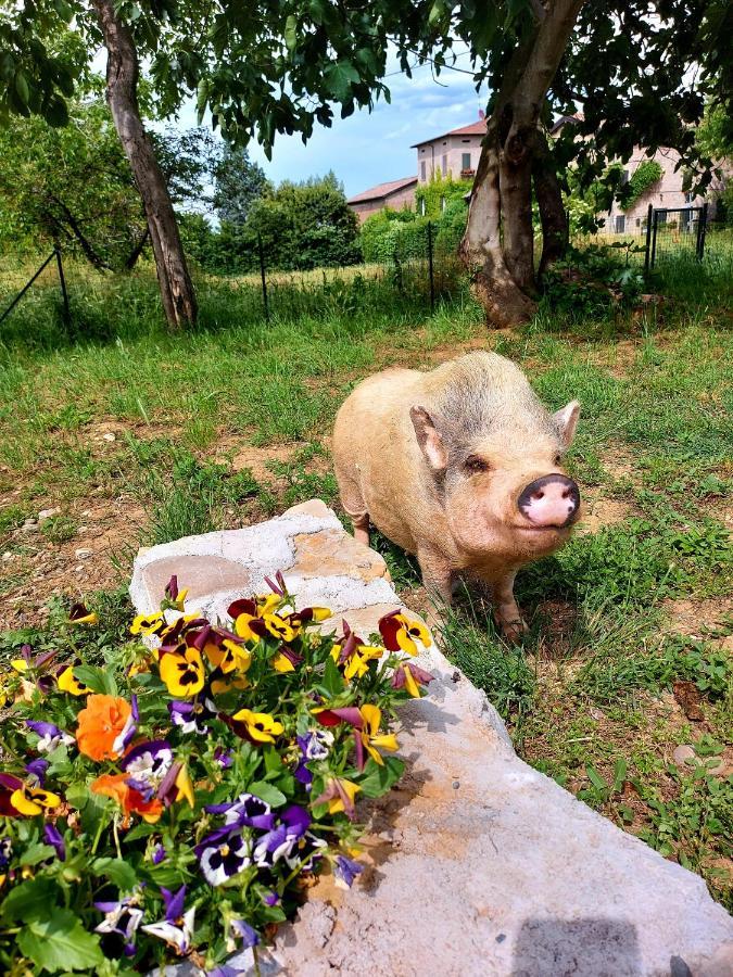 Agriturismo Azienda Agricola Ferrari M.Rita Pozza Екстериор снимка