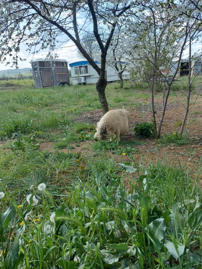 Agriturismo Azienda Agricola Ferrari M.Rita Pozza Екстериор снимка